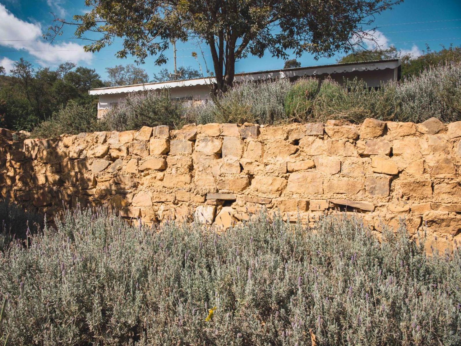 Riverbed Africa 莱登堡 外观 照片